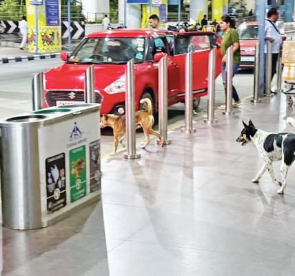 Chennai Airport News: Stray Dogs Raise Safety Concerns for Passengers and Staff