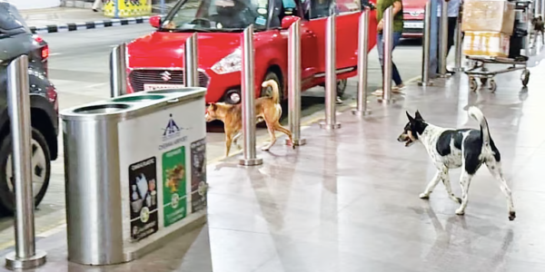 Chennai Airport News: Stray Dogs Raise Safety Concerns for Passengers and Staff