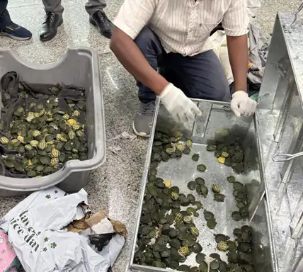 Customs Seize 707 Exotic Turtles, Passenger Questioned in Suspected Wildlife Smuggling Case