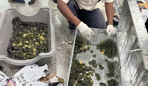 Customs Seize 707 Exotic Turtles, Passenger Questioned in Suspected Wildlife Smuggling Case