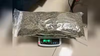 Customs Seizes 3.5 Kg Ganja Worth Rs 3.5 Crore