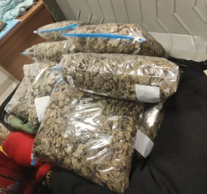 Malaysian National Held With 4.033 Kg Hydroponic Ganja