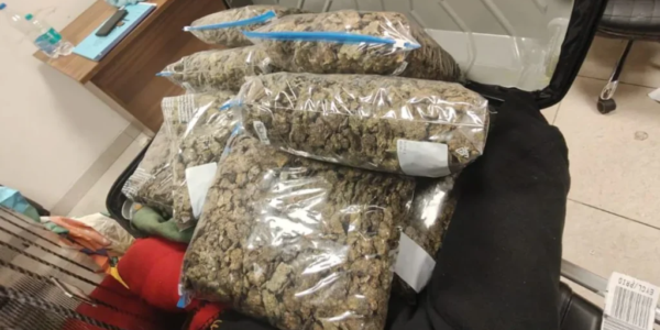 Malaysian National Held With 4.033 Kg Hydroponic Ganja