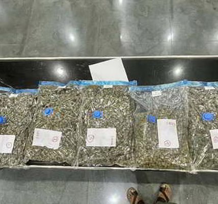 Customs Seizes Ganja Worth Rs 41.33 Lakh From Passenger